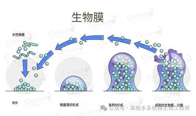 医药纯化水管道菌落量检测数据不同或异常情况分析及有效解决办法(图4)